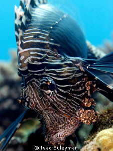 Lionfish Close-Up by Iyad Suleyman 